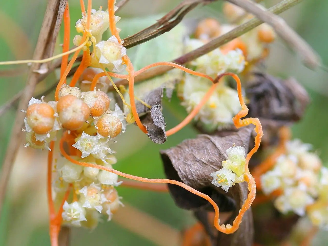 Dodder (Cuscuta)