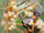 Dodder (Cuscuta)