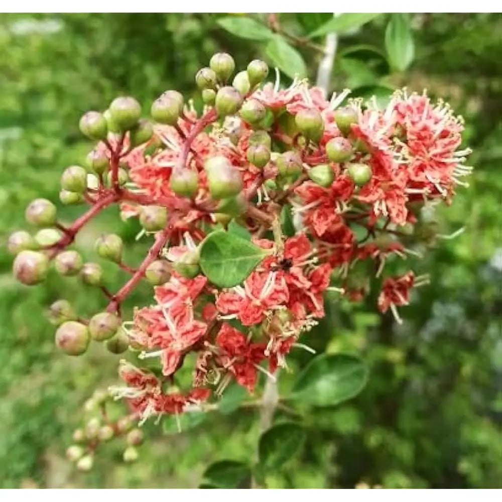 Neutral Henna (Cassia Obovata)