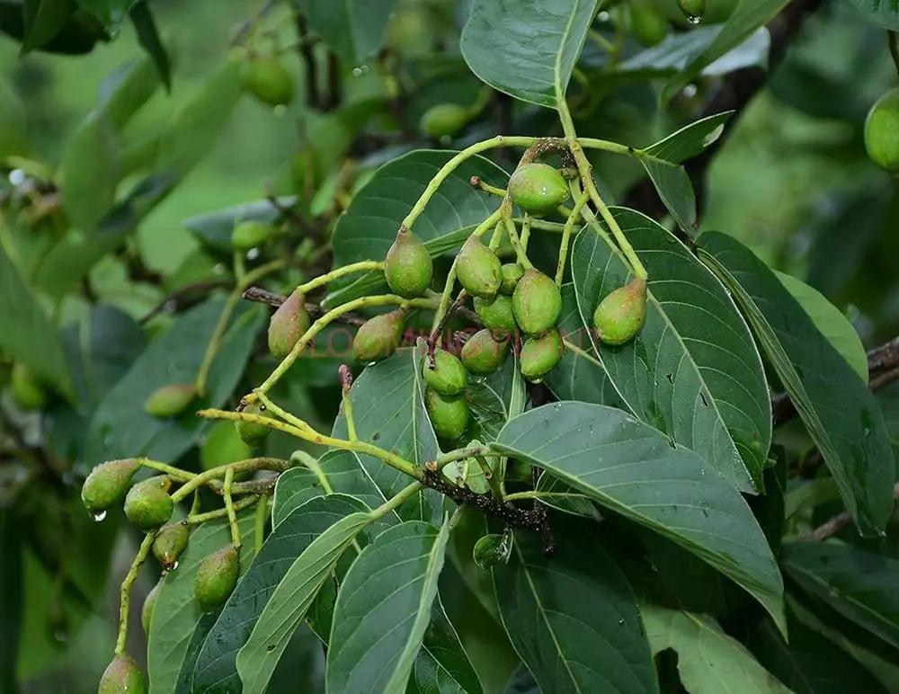Black Myrobalan (Terminalia chebula)
