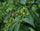 Black Myrobalan (Terminalia chebula)