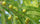 Amla (Indian Gooseberry)