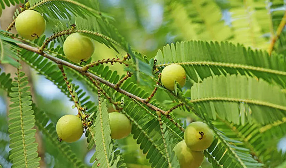 Amla (Indian Gooseberry)