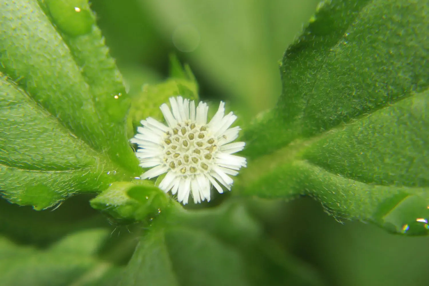 False Daisy (Bhringraj)