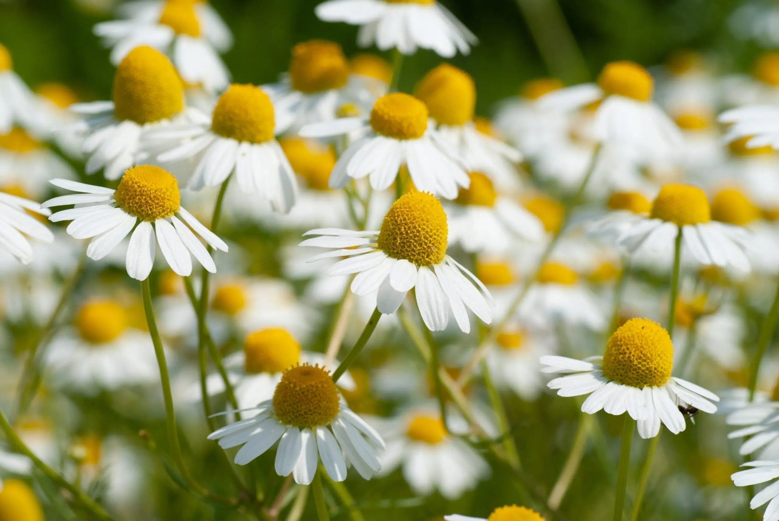 chamomile