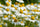 chamomile