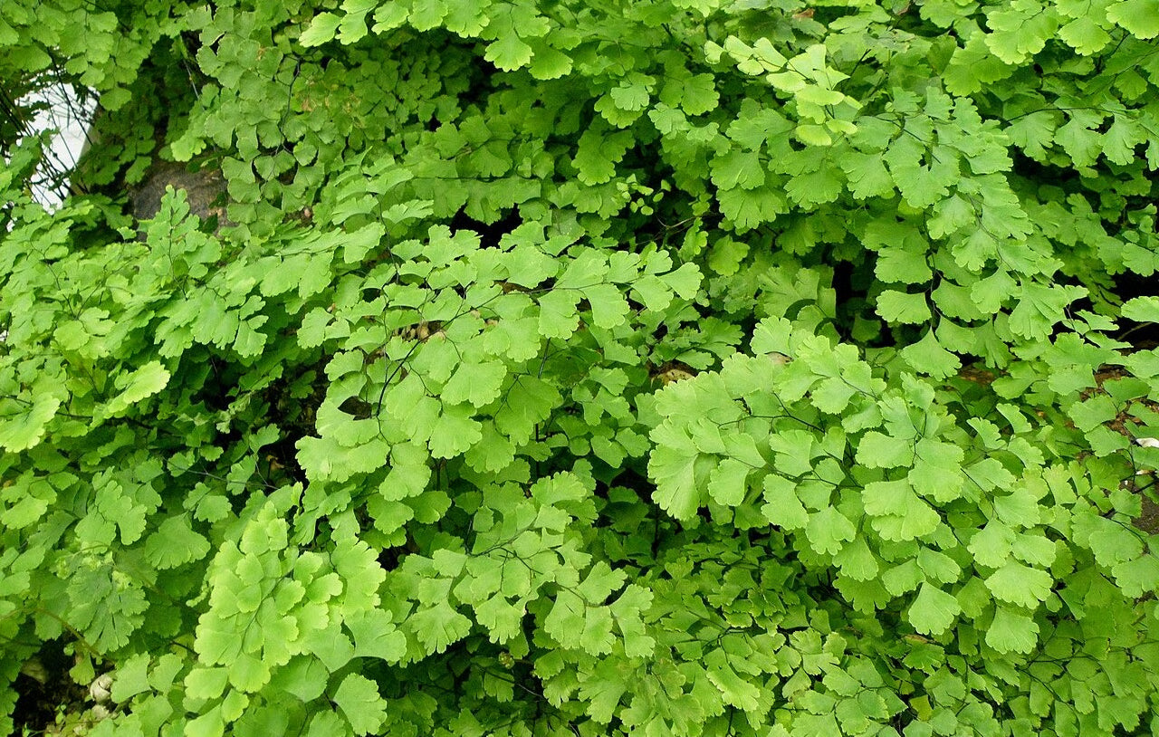 Persiyoshan (Hansraj): A Science-Backed Guide for Hair Strength, Scalp Repair, Bone Health and Full-Body Rejuvenation