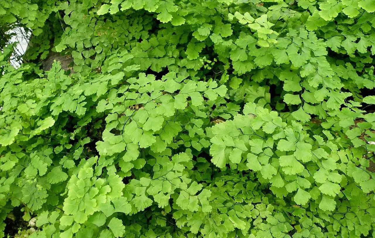 Persiyoshan (Hansraj)