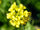 mustard plant flowers