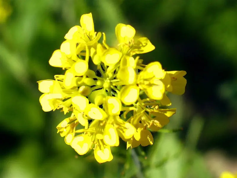 mustard plant flowers