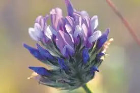babchi flower