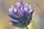 babchi flower