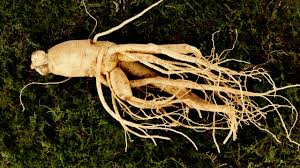 ginseng root