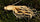 ginseng root