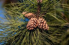 pine tree