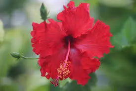 Hibiscus tea