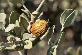 Jojoba oil for hair