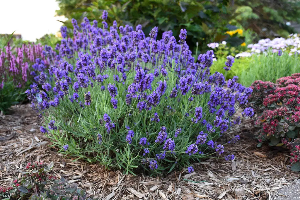 lavender