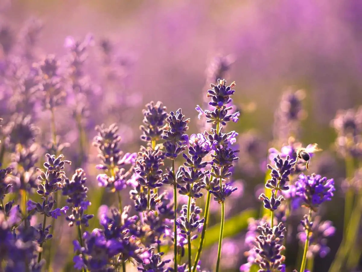 lavender buds