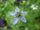 Nigella Sativa (Kalonji)