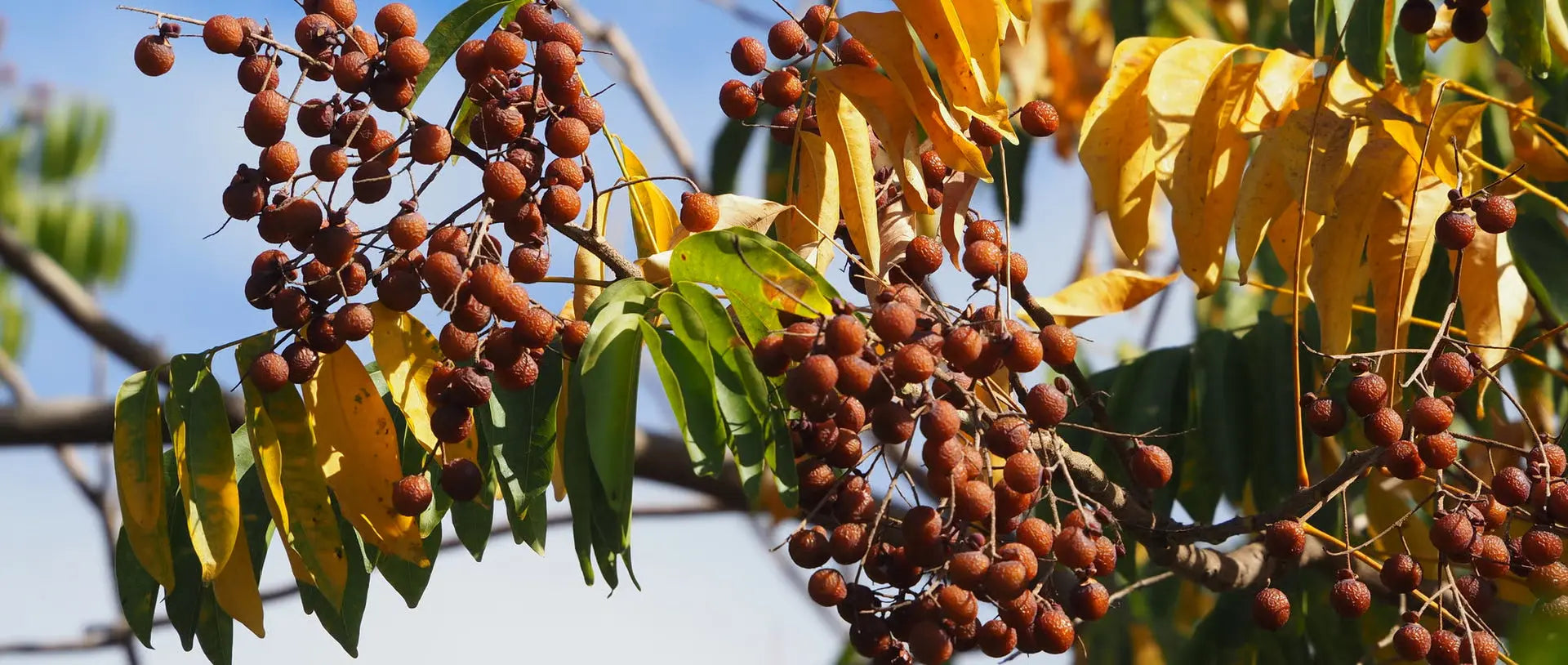 Reetha (Soapnut)