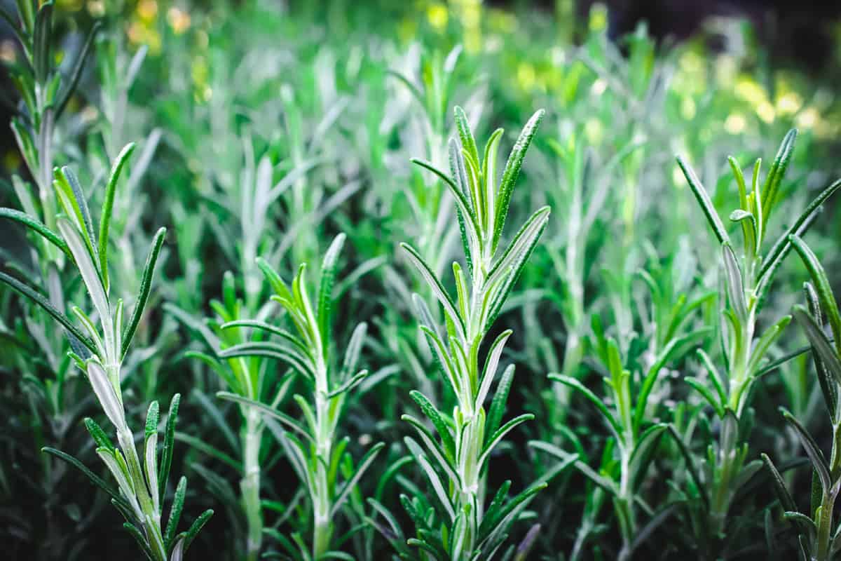 rosemary