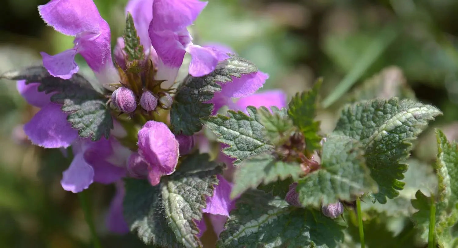 Nettle (Urtica dioica)
