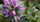 Nettle (Urtica dioica)